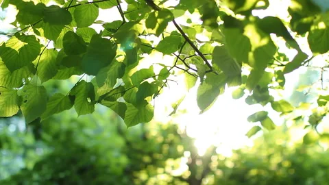 Bright green leaves on a tree, lit by the sun. Stock Footage 87697956