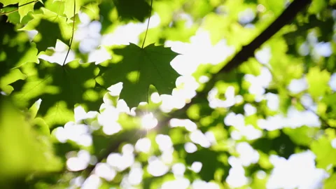 The bright green leaves on the tree. Warm colors and bright blue sky create a Stock Footage 314764135