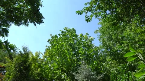 Bright green leaves of Tulip tree (Liriodendron tulipifera) in windy sunny day Stock Footage 137165181