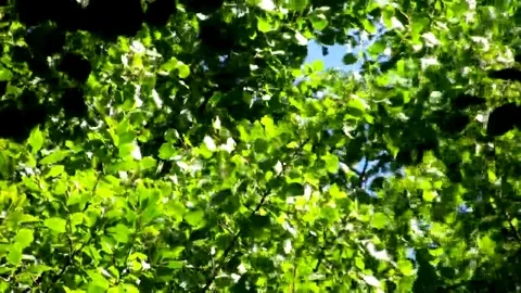 Bright green leaves on the wind Stock Footage 69084304