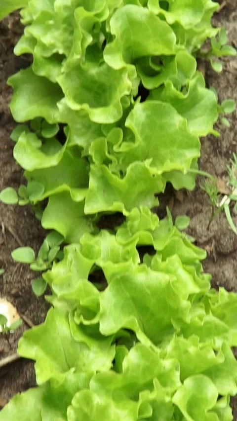 Bright green lettuce row with ruffled leaves in garden bed under soft daylight Stock Footage 345211718