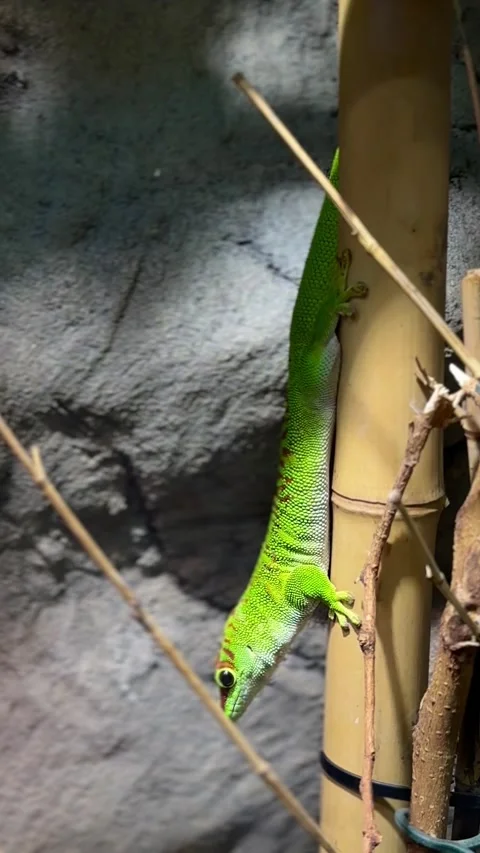 Bright green lizard climbing bamboo stem in terrarium Stock Footage 339367648