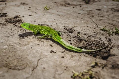 Bright green lizard close-up on ground Stock Photos
