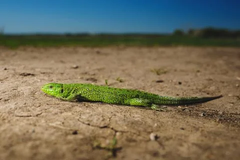 Bright green lizard close-up on ground Stock-Fotos