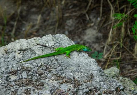 Bright green lizard with long tail sitting on the stone Stock Photos