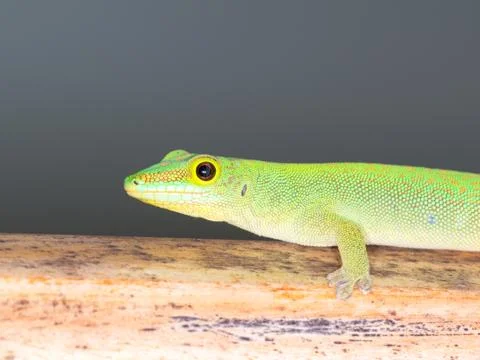 Bright green lizard Foto stock