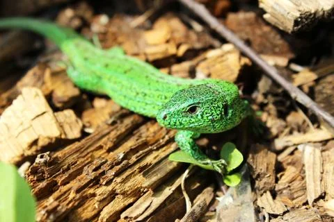 Bright green lizard. Stock Photos