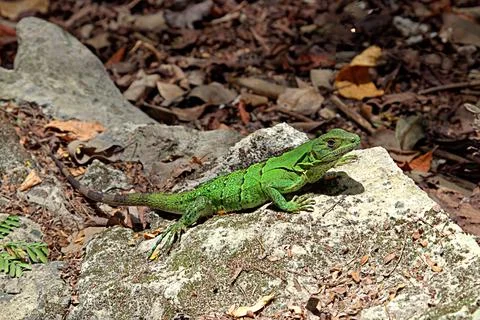 Bright green lizard Stock Photos