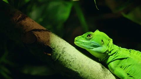 Bright green lizard resting on a tree branch with detailed scales and dramatic Stock Footage 322080635