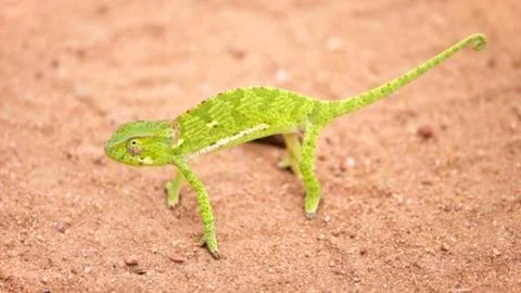 Bright Green Lizard on Sandy Ground Stock Photos