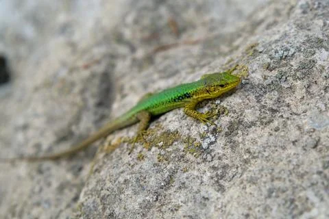 A bright green lizard on a stone 스톡 사진