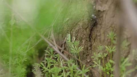 Bright green lizard with tail sits Stock Footage 153515685