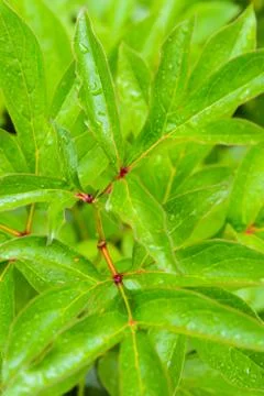 Bright green long leaves pattern, vertical background spring flora in sunny Stock Photos