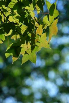 Bright green maple background Stock Photos
