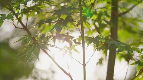 Bright Green Maple Leaves Swaying in Sunlight, Nature Close-up Stock Footage 336561750