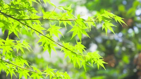 Bright green maple leaves swaying gently in the warm spring sunlight Video stock 342223324