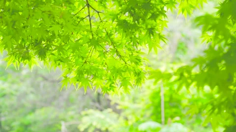 Bright green maple leaves swaying gently in the warm summer sunlight Stock Footage 342332660