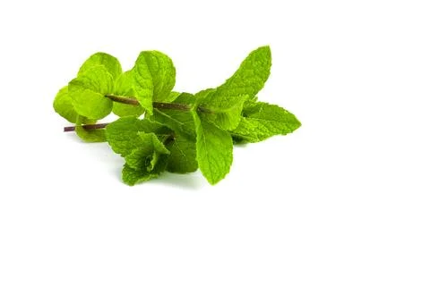 Bright green mint branches displayed on a clean white background. Stock Photos