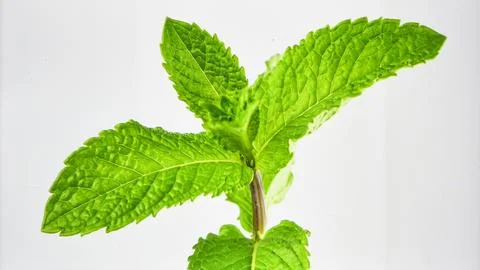 Bright Green Mint Leaf Stem Isolated on White Background Representing Herba.. Foto stock