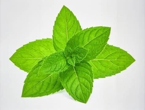 Bright Green Mint Leaf Stem Isolated on White Background Representing Herba.. Foto stock