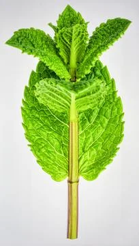 Bright Green Mint Leaf Stem Isolated on White Background Representing Herba.. Foto stock