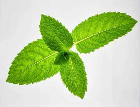 Bright Green Mint Leaf Stem Isolated on White Background Representing Herba.. Foto stock