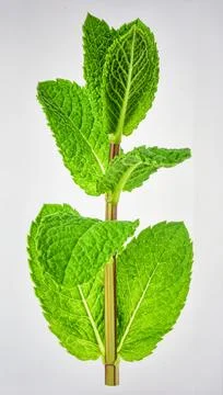 Bright Green Mint Leaf Stem Isolated on White Background Representing Herba.. Foto stock