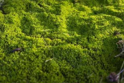 Bright green moss as background Foto stock