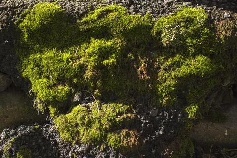 Bright green moss as background Stock Photos