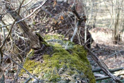 Bright green moss on fallen tree Stock Photos