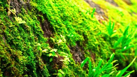 Bright green moss on forest surface Stock Footage 333499063