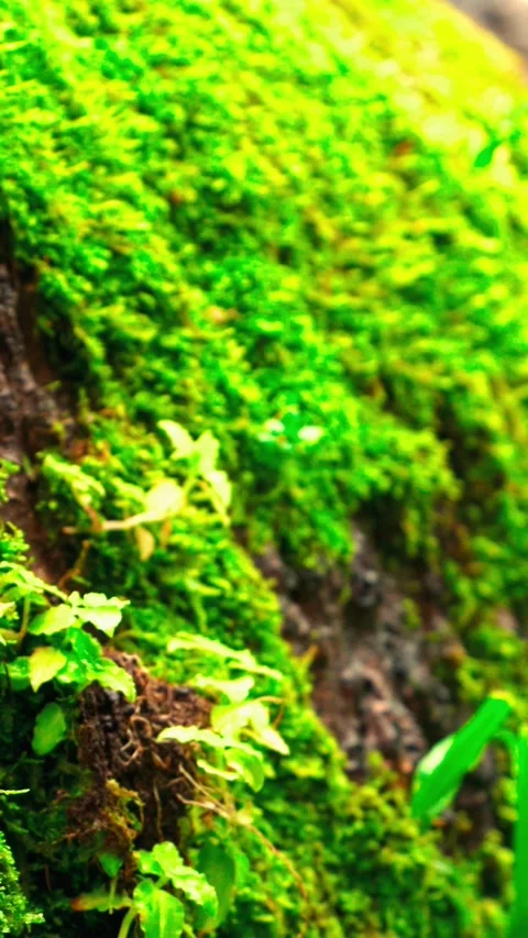 Bright green moss on forest surface Stock Footage 333499547