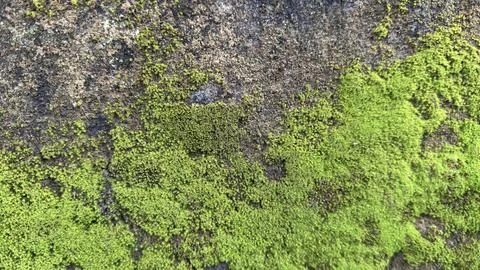Bright green moss grows densely over dark gray rock surface Stock Photos