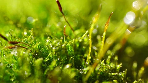 Bright green moss grows on the forest floor with droplets of water Stock Footage 330592858