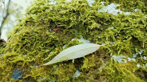 Bright green moss grows on a tree, wet snow fall full HD Stock Footage 81713120