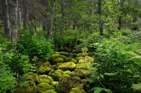 Bright green moss. Stock Photos