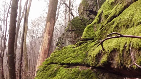 Bright green moss on the rocks and trees in the magic mountain forest Stock Footage 36269450