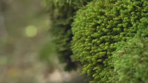 Bright green moss on a stone in the forest. Close up slow motion with rolling Stock Footage 258640704