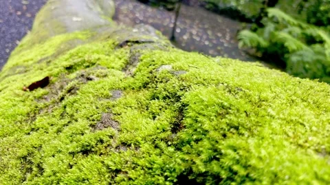 Bright green moss texture on forest rock Vídeo Stock 335430638