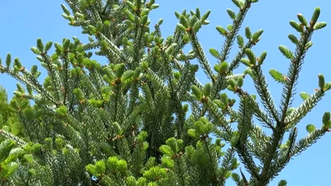 Bright green new growth on the tips of a conifer tree Korean fir branches reache Stock Footage 319981657