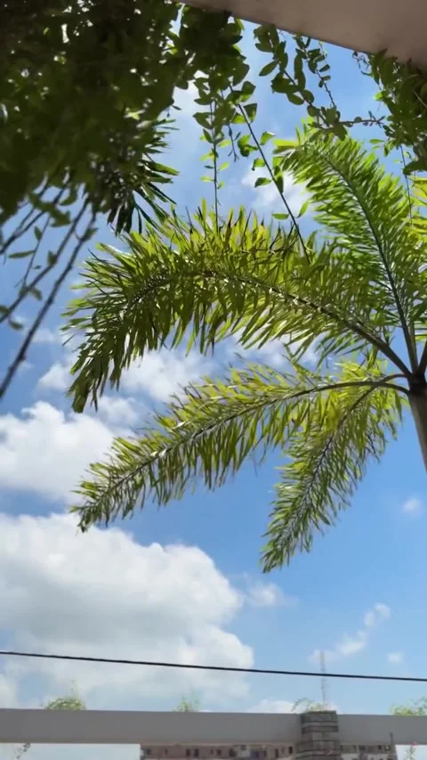 Bright Green Palm Tree Fronds Swaying Against a Blue Sky Stock Footage 342263830