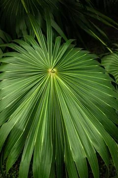 Bright green palm tree leaf, natural textured pattern. 写真素材