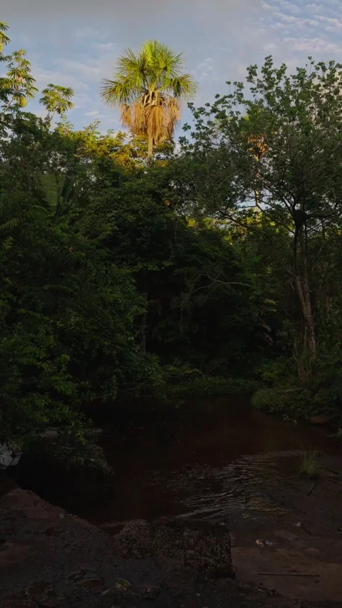 Bright Green Palm Tree Overlooking Natural Pool in Guaviare Stock-Footage 336522037