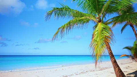 Bright green palm tree on white sands of Maldives beach. Stock Footage 293004745
