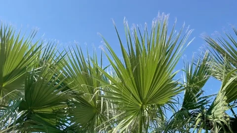 Bright green palm trees flutter in the wind on a sunny day Stock Footage 321645578