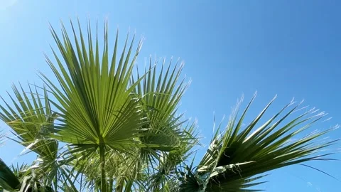 Bright green palm trees flutter in the wind on a sunny day against a bright b Stock Footage 322823183