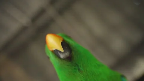 Bright Green Parrot Close to Camera Eating While Crumbs Fall from Its Yellow Stock-Footage 314021721