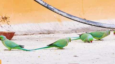 Bright green parrots of India Stock Footage 276332314