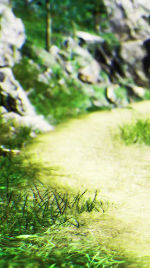 Bright green path through a serene forest on a sunny day in nature 库存影片 335234224