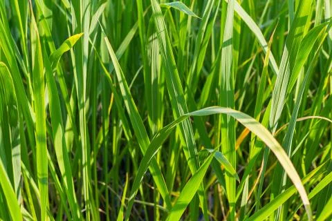 Bright green pattern floral background long grass lush base web design Foto stock